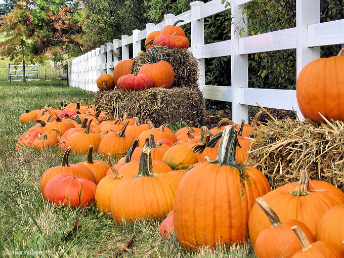 pumpkin patch sacramento