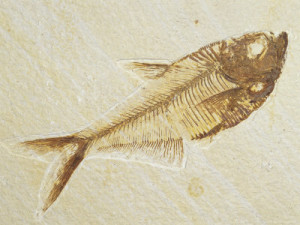 fishfossil1