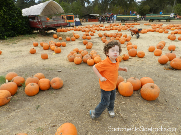 Pumpkin Patch Roundup 2022 – Sacramento Sidetracks